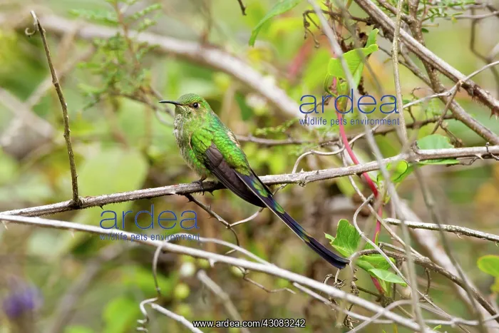 : Black-tailed Trainbearer : Black-tailed Trainbearer