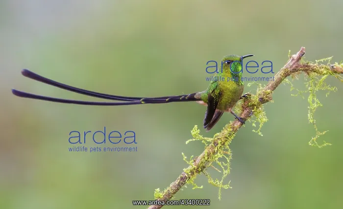 : Black-tailed trainbearer resting on mossy limb : Black-tailed trainbearer resting on mossy limb
