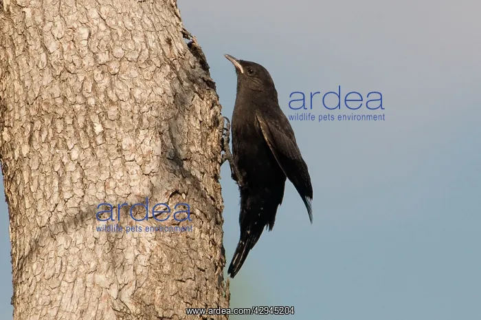 : Black-tailed Treecreeper - A young male : Black-tailed Treecreeper - A young male