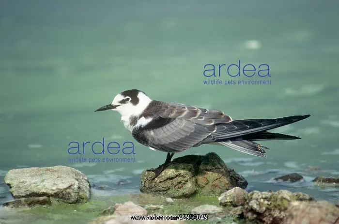  : Black Tern
