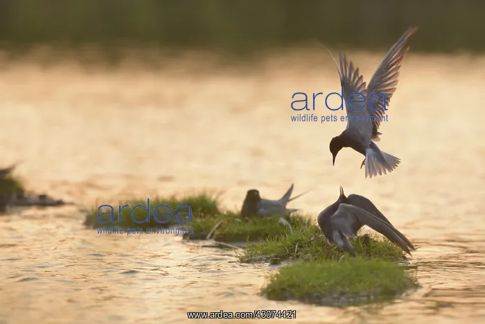 : Black Tern : Black Tern