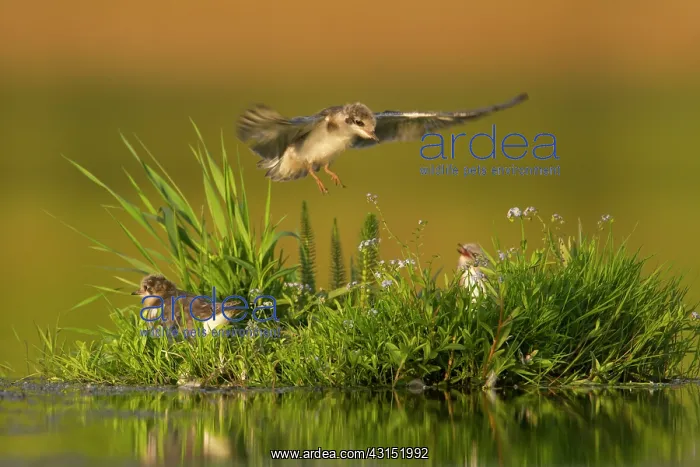 : Black Tern : Black Tern