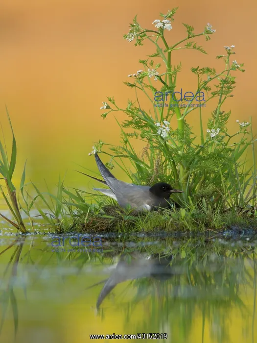 : Black Tern : Black Tern