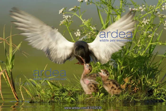 : Black Tern : Black Tern