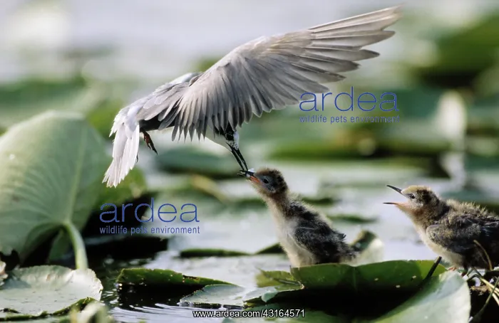 : Black Tern : Black Tern