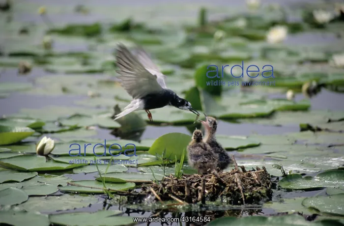 : Black Tern : Black Tern