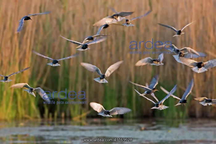 : Black Tern : Black Tern