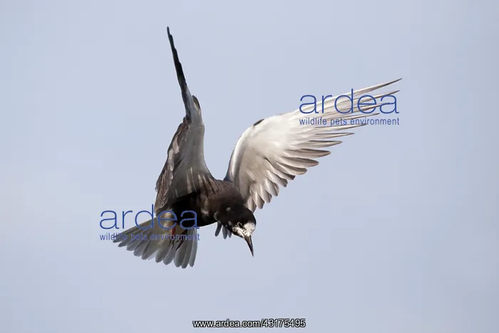 : Black Tern : Black Tern