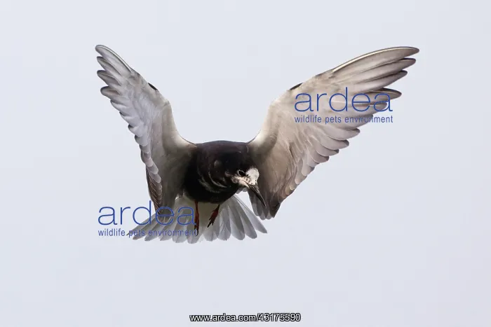 : Black Tern : Black Tern