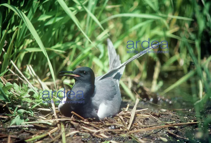  : Black Tern - adult female on the nestSS