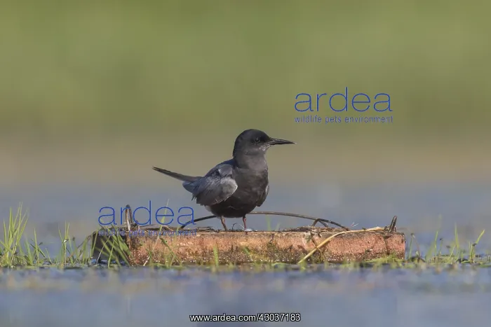 : Black Tern - adult tern at from artificial platform : Black Tern - adult tern at from artificial platform