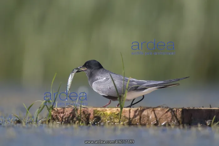 : Black Tern - adult tern at from artificial platform : Black Tern - adult tern at from artificial platform