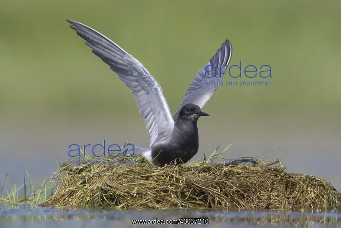 : Black Tern - adult tern flapping its wings - Germany : Black Tern - adult tern flapping its wings - Germany