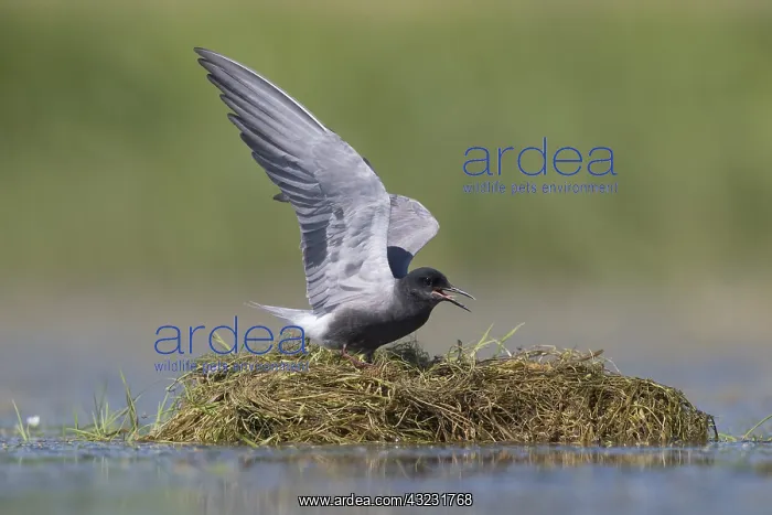 : Black Tern - adult tern flapping its wings - Germany : Black Tern - adult tern flapping its wings - Germany