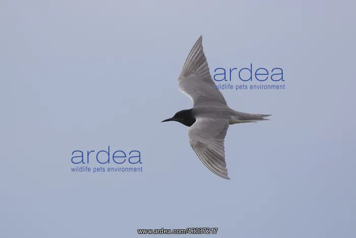: Black Tern - adult tern in flight - Germany : Black Tern - adult tern in flight - Germany