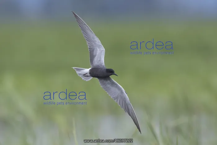: Black Tern - adult tern in flight - Germany : Black Tern - adult tern in flight - Germany