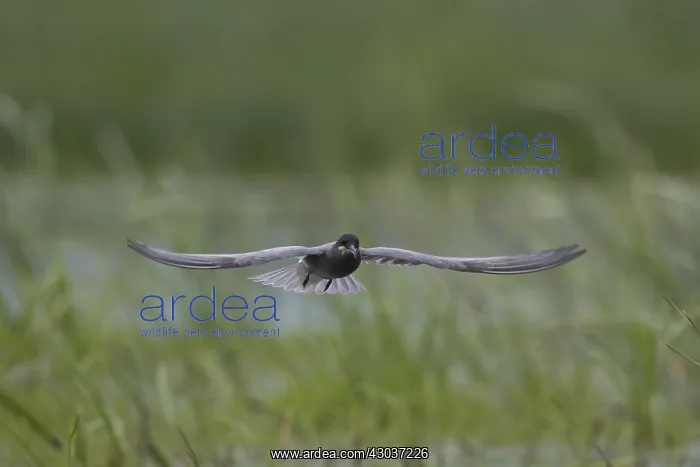 : Black Tern - adult tern in flight - Germany : Black Tern - adult tern in flight - Germany
