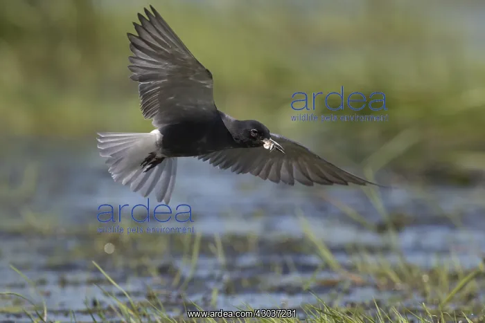 : Black Tern - adult tern in flight - Germany : Black Tern - adult tern in flight - Germany