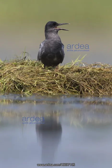 : Black Tern - adult tern - Germany : Black Tern - adult tern - Germany