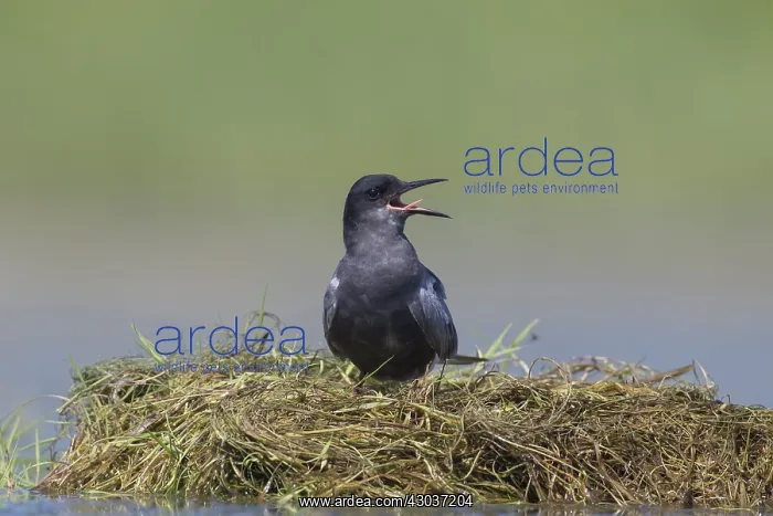  : Black Tern - adult tern - Germany