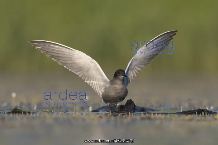 : Black Tern - adult tern - Germany : Black Tern - adult tern - Germany