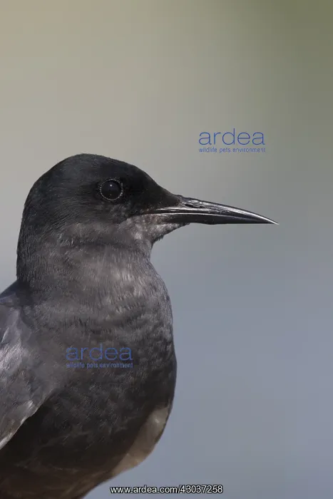 : Black Tern - adult tern portrait - Germany : Black Tern - adult tern portrait - Germany
