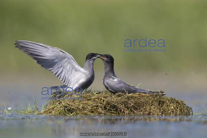 : Black Tern - adult terns courting - Germany : Black Tern - adult terns courting - Germany