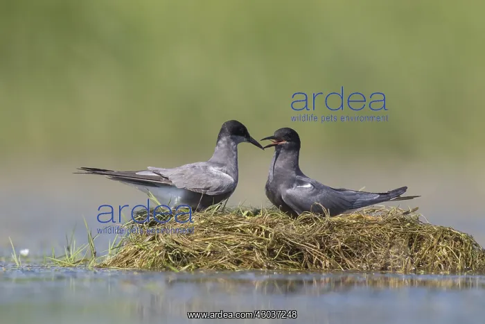 : Black Tern - adult terns courting - Germany : Black Tern - adult terns courting - Germany