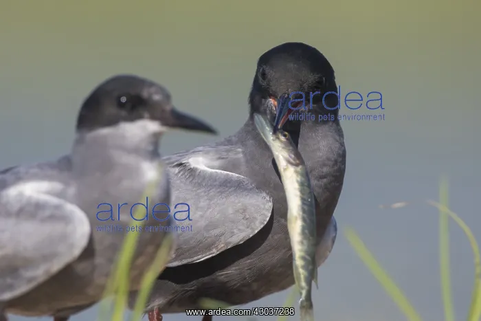 : Black Tern - adult terns with a fish - Germany : Black Tern - adult terns with a fish - Germany