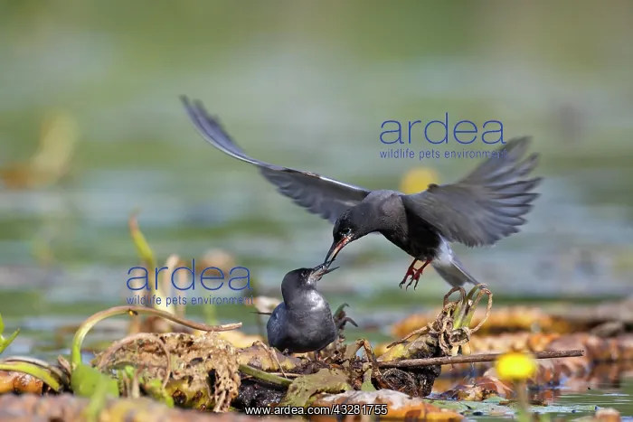 : Black tern (Chlidonias niger), courtship feeding : Black tern (Chlidonias niger), courtship feeding