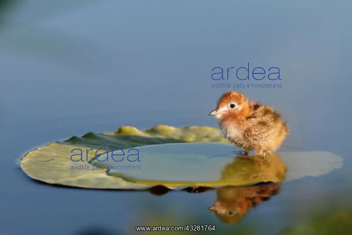 : Black tern (Chlidonias niger), six day old chick : Black tern (Chlidonias niger), six day old chick