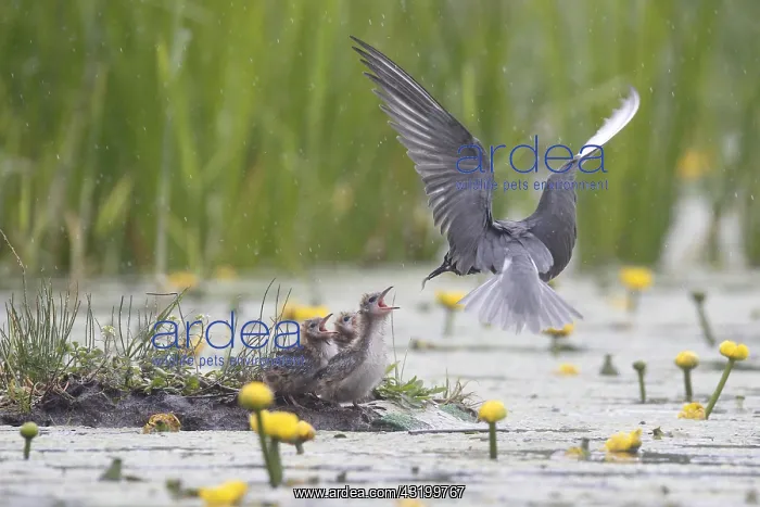 : Black Tern (Chlidonias niger) feeding chicks a : Black Tern (Chlidonias niger) feeding chicks a