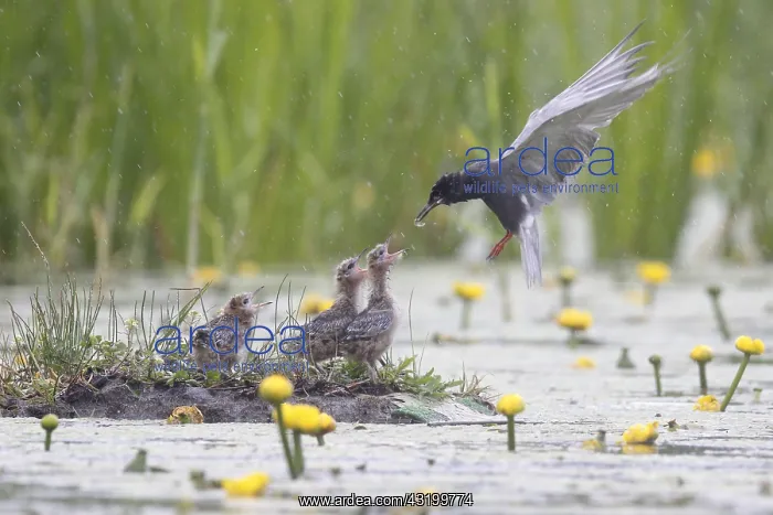 : Black Tern (Chlidonias niger) feeding chicks a : Black Tern (Chlidonias niger) feeding chicks a