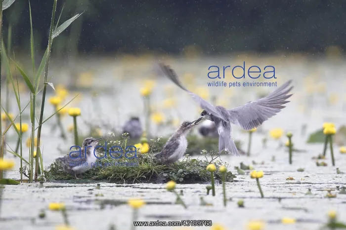: Black Tern (Chlidonias niger) feeding chicks, T : Black Tern (Chlidonias niger) feeding chicks, T