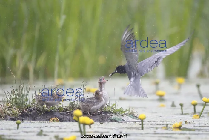 : Black Tern (Chlidonias niger) feeding chicks, T : Black Tern (Chlidonias niger) feeding chicks, T