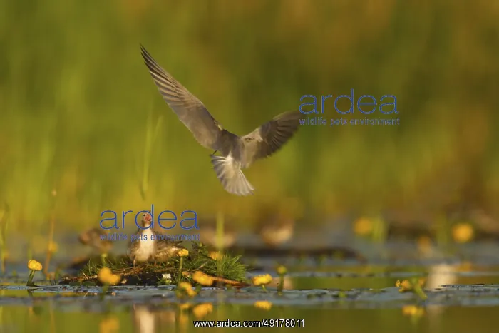 : Black Tern (Chlidonias niger) feeding of juvenile : Black Tern (Chlidonias niger) feeding of juvenile