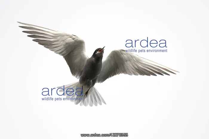: Black Tern (Chlidonias niger) in flight against : Black Tern (Chlidonias niger) in flight against