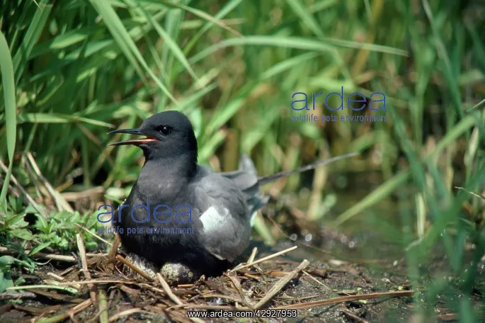: Black Tern - female on nest : Black Tern - female on nest