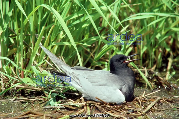 : BLACK TERN ON NEST : BLACK TERN ON NEST