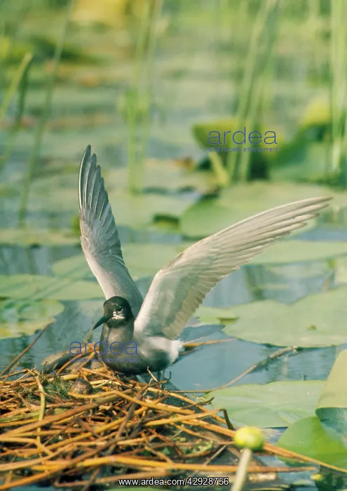  : Black Tern - at nest with eggs