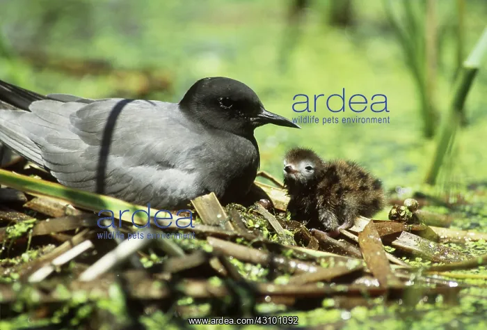 : Black Tern at nest with young : Black Tern at nest with young