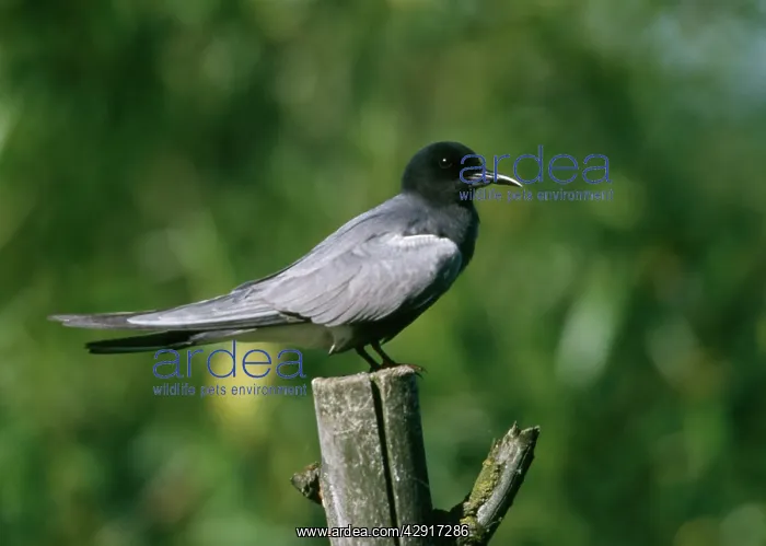 : Black Tern - Perched on wooden dead tree trunk : Black Tern - Perched on wooden dead tree trunk