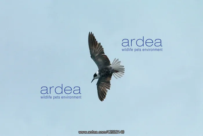: Black Tern - possibly juvenile : Black Tern - possibly juvenile