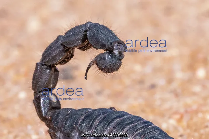 : BLACK THICK HAIRY TAILED SORPION : BLACK THICK HAIRY TAILED SORPION