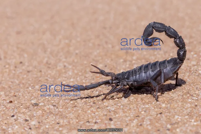 : BLACK THICK HAIRY TAILED SORPION : BLACK THICK HAIRY TAILED SORPION
