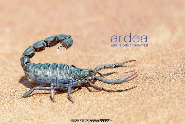 : BLACK THICK HAIRY TAILED SORPION : BLACK THICK HAIRY TAILED SORPION