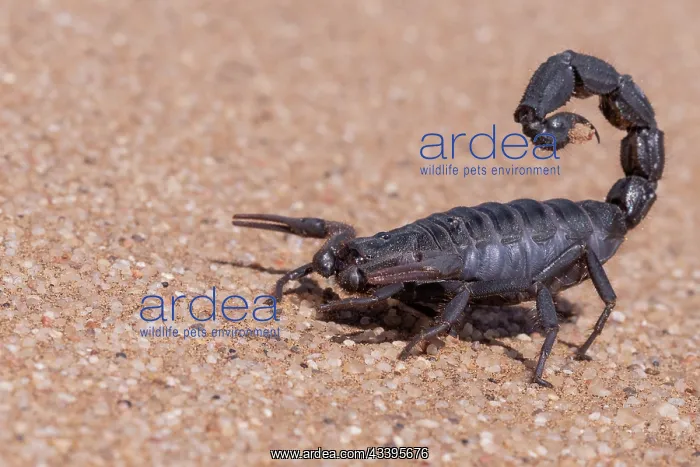 : BLACK THICK HAIRY TAILED SORPION : BLACK THICK HAIRY TAILED SORPION