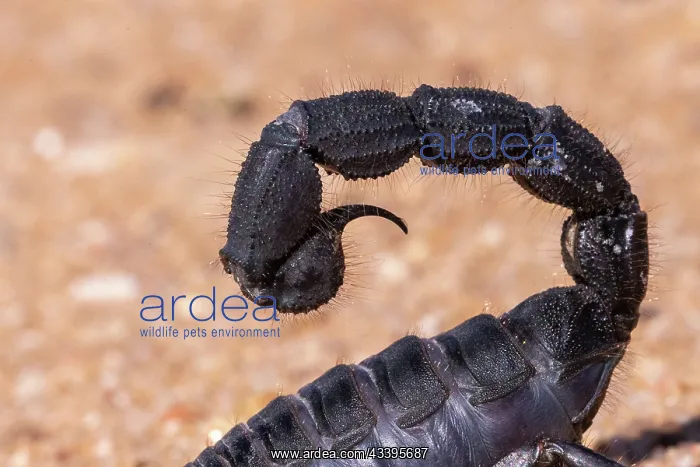 : BLACK THICK HAIRY TAILED SORPION : BLACK THICK HAIRY TAILED SORPION