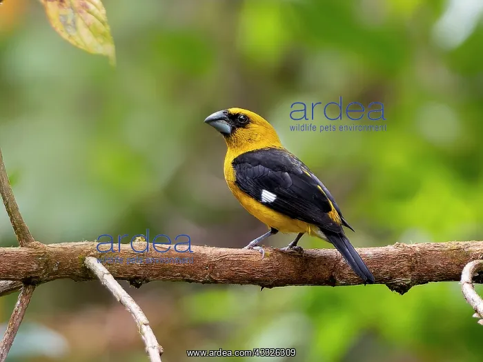: Black-thighed grosbeak (Pheucticus tibialis), Co : Black-thighed grosbeak (Pheucticus tibialis), Co
