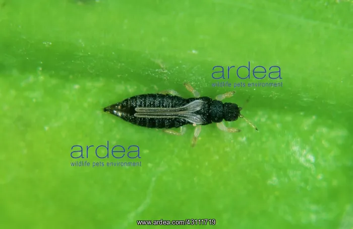 : Black thrips : Black thrips